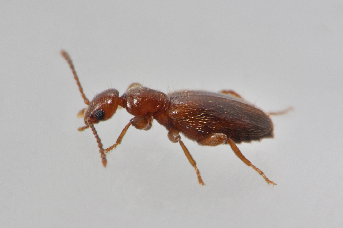 Anthicidae: Cyclodinus minutus